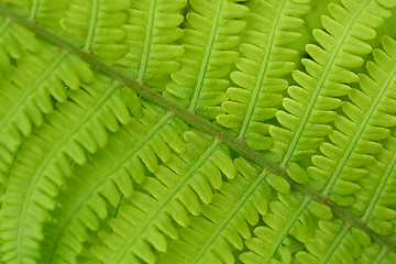 Image showing Ostrich fern