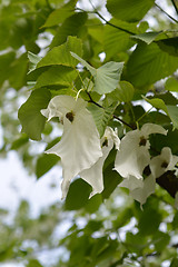 Image showing Handkerchief tree