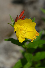 Image showing Narrowleaf evening primrose