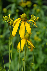 Image showing Autumn Sun Coneflower