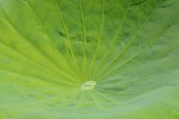 Image showing Green leaf