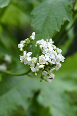 Image showing Glade mallow