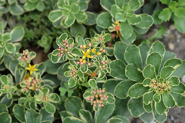 Image showing Russian stonecrop