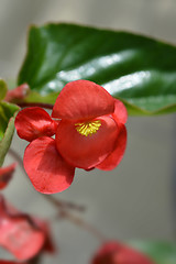 Image showing Dragon wing red begonia