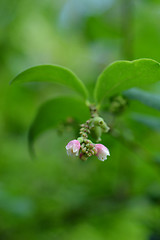 Image showing Coralberry flowers