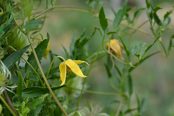 Image showing Golden Clematis