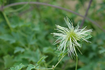 Image showing Golden Clematis