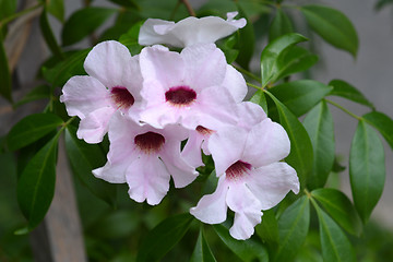 Image showing Pink bower vine