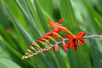 Image showing Montbretia Lucifer