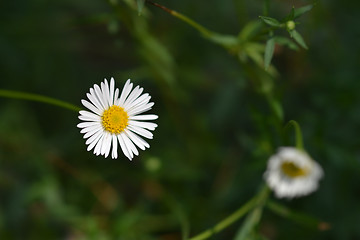 Image showing Mexican fleabane daisy