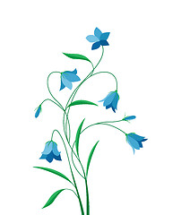 Image showing Summer flower campanula