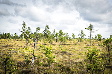 Image showing Landscape with small trees in the wilderness