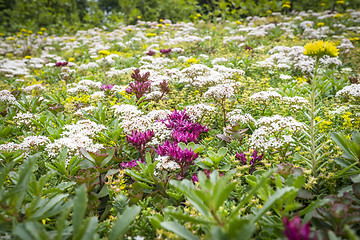 Image showing Various flowers on a meadow