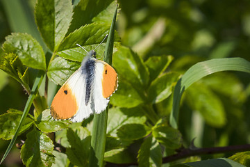 Image showing Orange tip butterfly on a grass straw