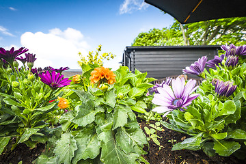 Image showing Colorful flowers in a flowerbed on a terrace