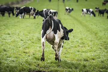 Image showing Black and white cow jumping in joy on a field