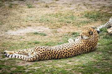 Image showing Leopard sleeping in the sun on a green area