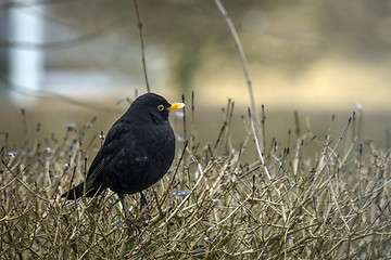 Image showing Blackbird on a hedge in the winter