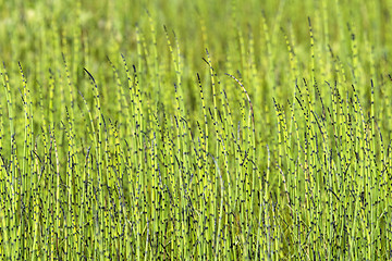 Image showing Horsetail plants side by side on a meadow