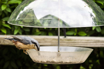 Image showing Nuthatch bird on a feeding board