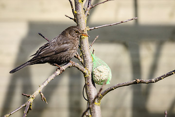 Image showing Blackbird getting some food in a garden