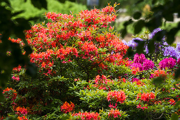 Image showing Colorful flowers in a garden on a bush