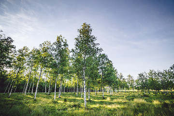Image showing Birch trees on a green field in the spring