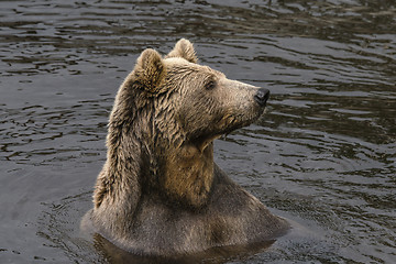 Image showing Bear in a lake with wet fur