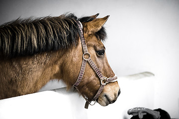 Image showing Brown horse in a stable with a bridle