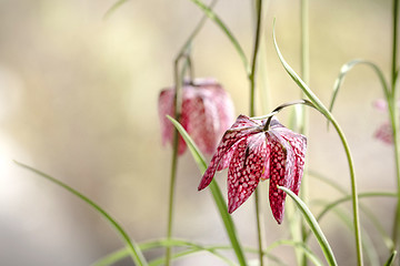 Image showing Snakes head fritillary flowers in the spring