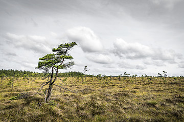 Image showing Lonely pine tree on a prairie in the north