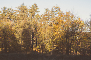 Image showing Autumn colors in a forest