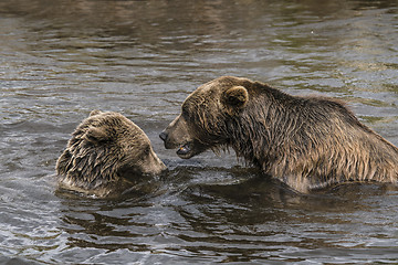 Image showing Two brown bears playing in a lake