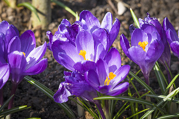 Image showing Close-up of purple cocus flowers in the garden