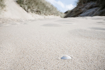 Image showing Seashell in the sand under a blue sky