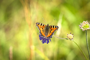 Image showing Colorful tortoiseshell butterfly on a purple flower