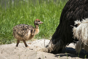 Image showing Young ostrich chicken walking in sand 