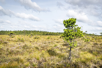 Image showing Wilderness landscape with a single pine tree