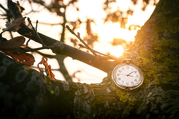 Image showing Antique pocket watch hanging on a tree