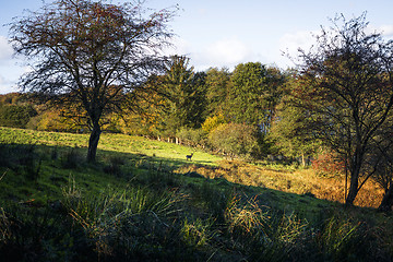 Image showing Autumn landscape with a deer at a distance