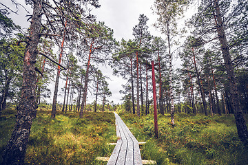 Image showing Trail in a forest with a wooden post