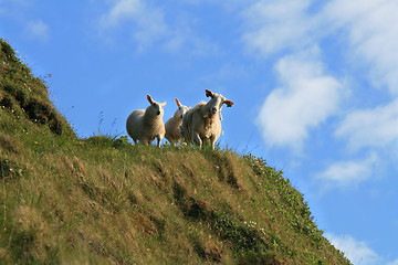 Image showing Sheep on a mountain.