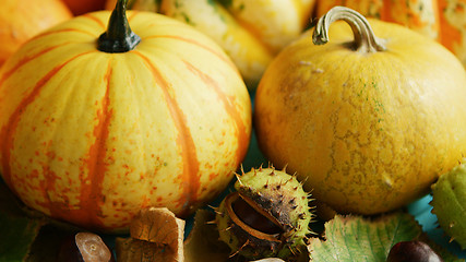 Image showing Yellow pumpkins laid with chestnut