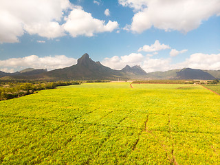 Image showing Beautiful bright green landscape of sugarcane fields in front of the black river national park mountains on Mauritius Island.