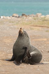 Image showing Fur seal on the shore