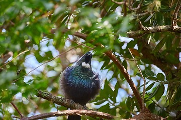 Image showing Tui bird in the trees