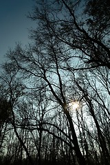 Image showing Bare tree branches