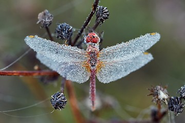 Image showing Dragonfly with water drops all over