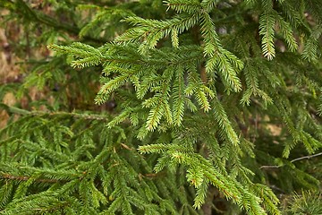 Image showing Pine Tree Branches