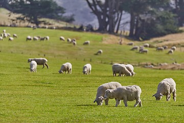 Image showing Sheep in the grass